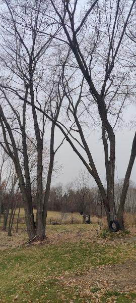 Tall Timber Tree Experts LLC