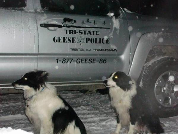 Tri-State Geese Police