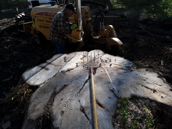 Larry Gilliland Stump Removal
