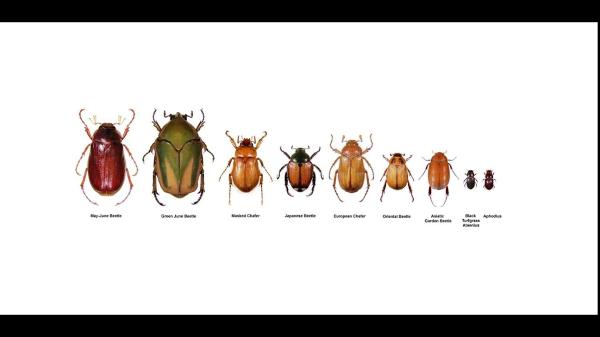 Humphreys Insect Control