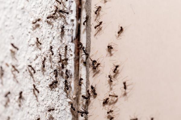 Humphreys Insect Control