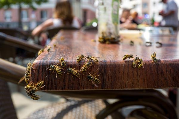 Humphreys Insect Control