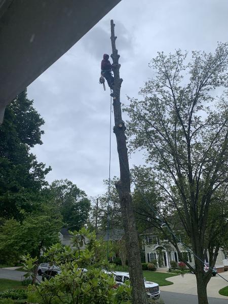 O & O Tree Service Experts. LLC