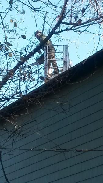 Acorn Tree Care LLC