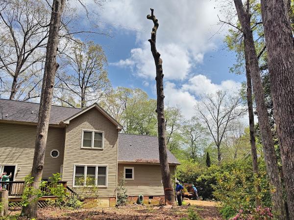Integrity Tree Co