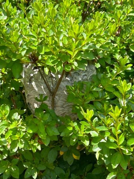 Preferred Pest Solutions