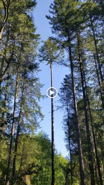 I'M IN Tree Services