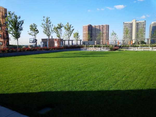 Green Horizon Lawn and Plant Heath Care