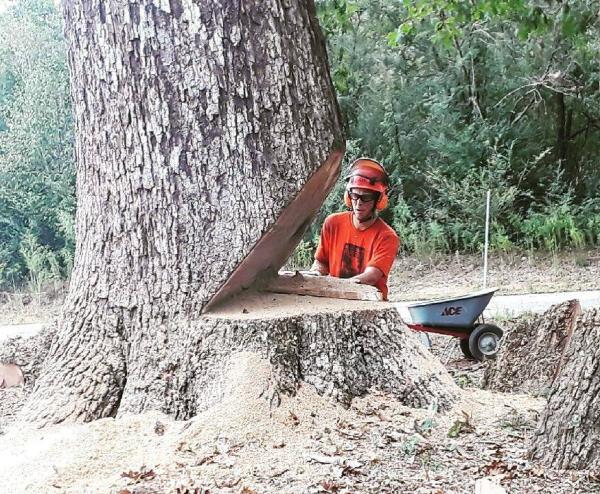 New Urban Forestry