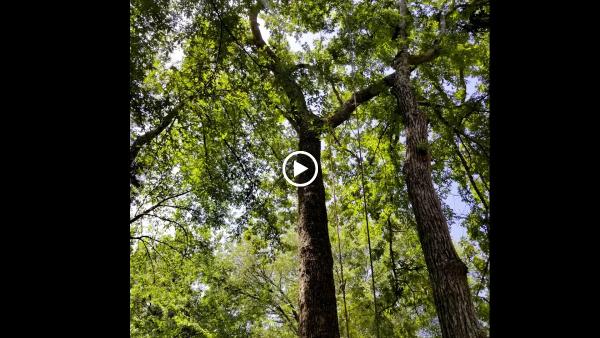 Alpine Tree Service