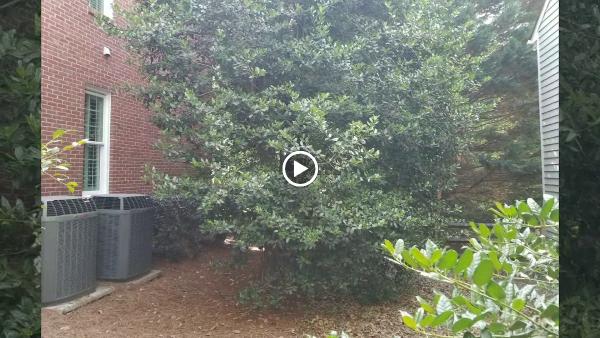 Alpine Tree Service