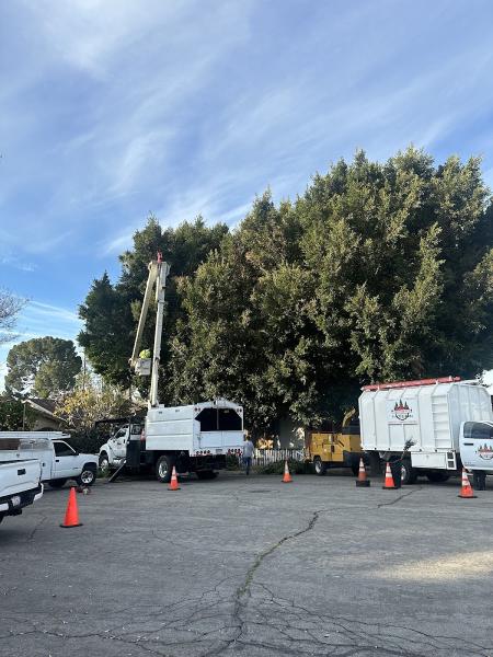 A & S Tree Service