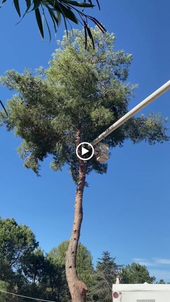 Genesis Tree Service