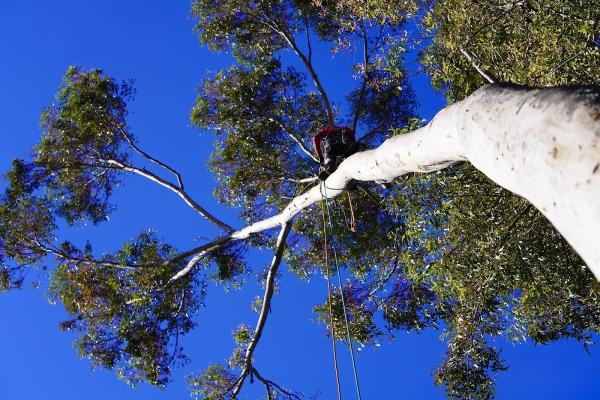 Genesis Tree Service