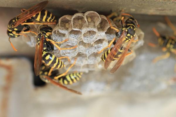 Asap Wildlife Control and Removal