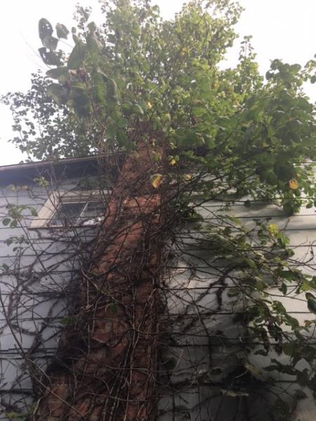 Poison Ivy Free