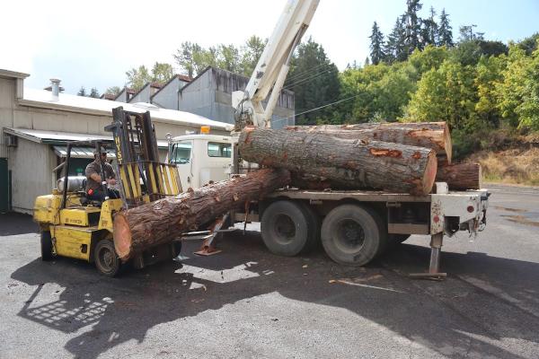 Urban Lumber Tree Service