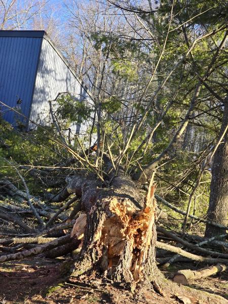 Little Stevie's Tree Work LLC