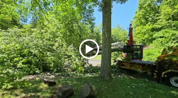 Little Stevie's Tree Work LLC