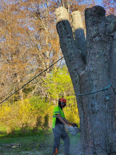 Whaling City Tree Care