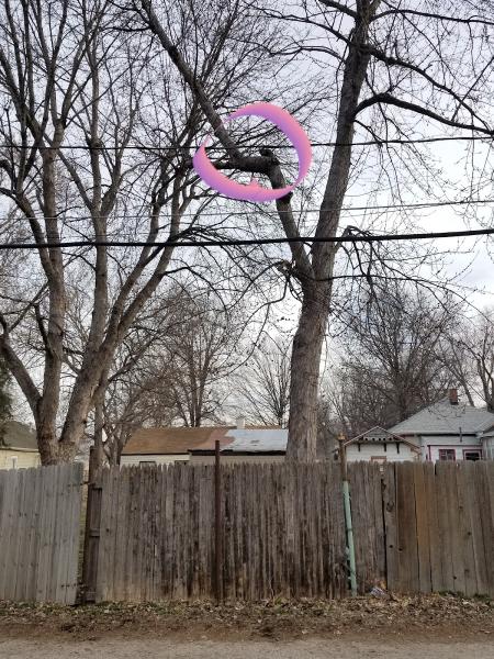 Acme Tree Services