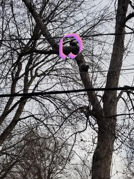 Acme Tree Services