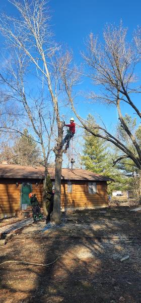 Double D & Son Tree Experts