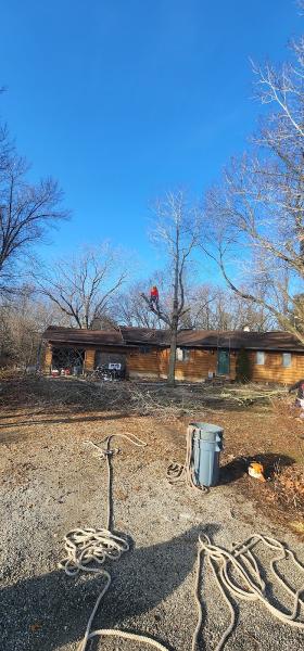 Double D & Son Tree Experts