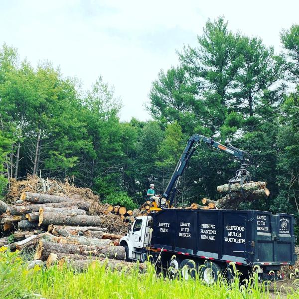 Beaver Tree Works
