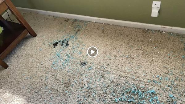 Joe's Carpet Cleaning