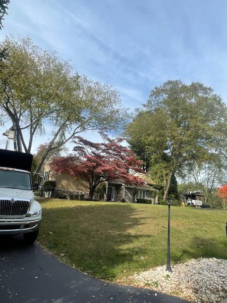 Tree Guys Tree Service