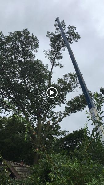 Tree Guys Tree Service