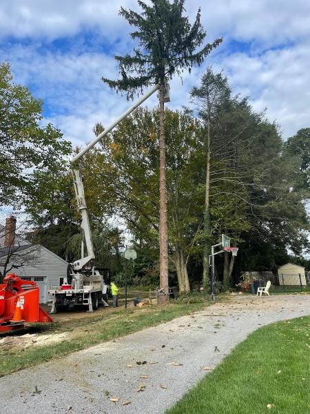 Tree Guys Tree Service