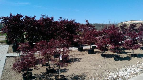 Wilson Garden Center Inc. Landscaping & Tree Service