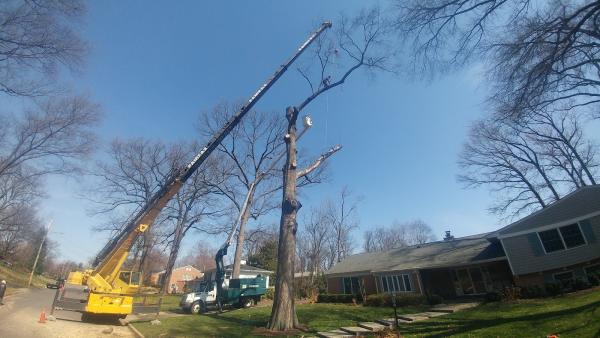 AAA Tree Service