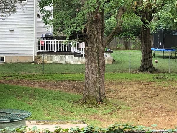 AAA Tree Service