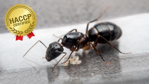 Long Island Exterminating Company