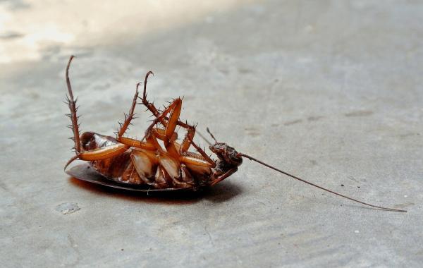 Long Island Exterminating Company