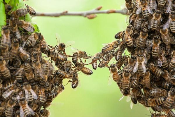 Long Island Exterminating Company