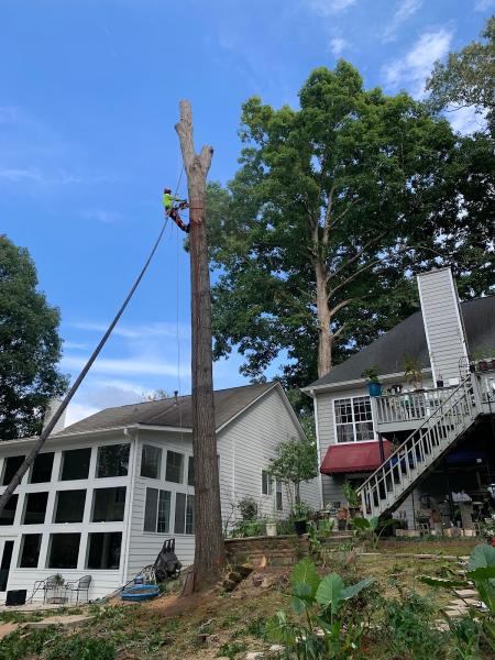 Jr Rodriguez Tree Service LLC