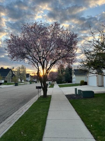 Chandler Tree Service LLC