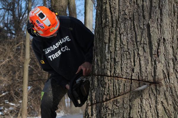 Terrashape Tree Company
