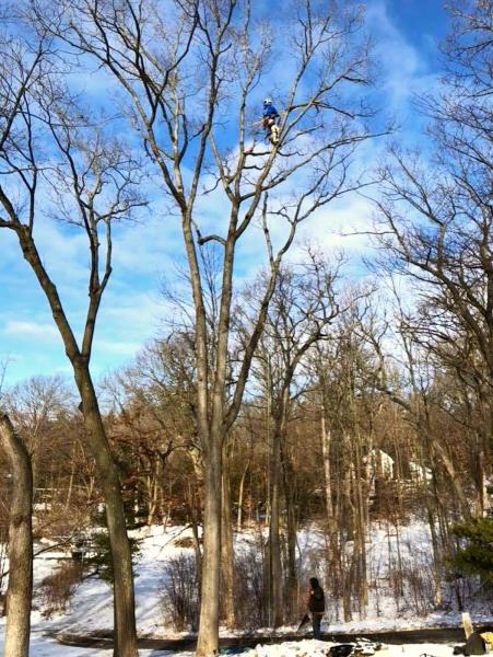 Voss Treemendous Tree Service