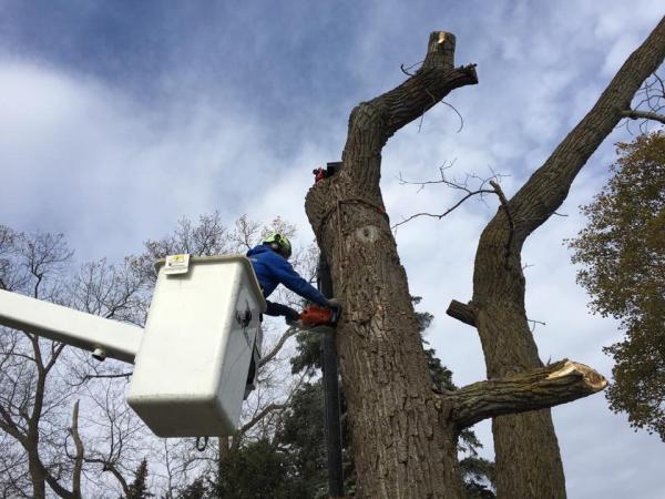 Voss Treemendous Tree Service