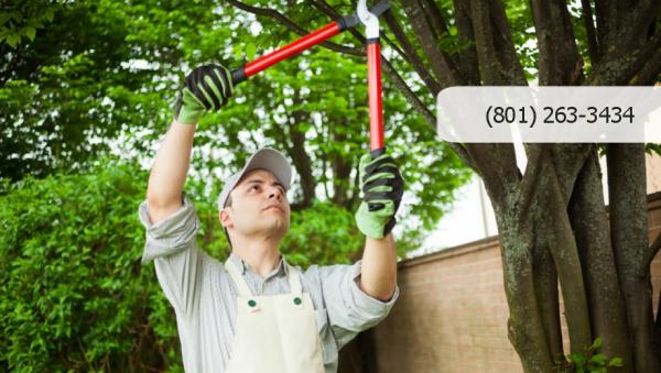 Affordable Tree Care