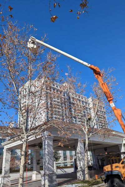 Affordable Tree Care