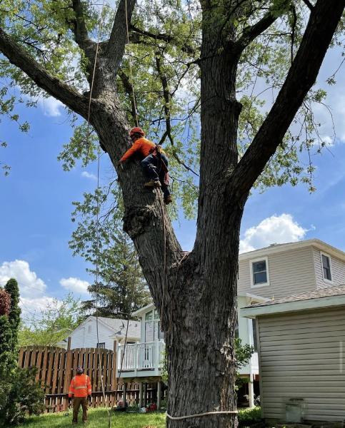 Morales Tree Service