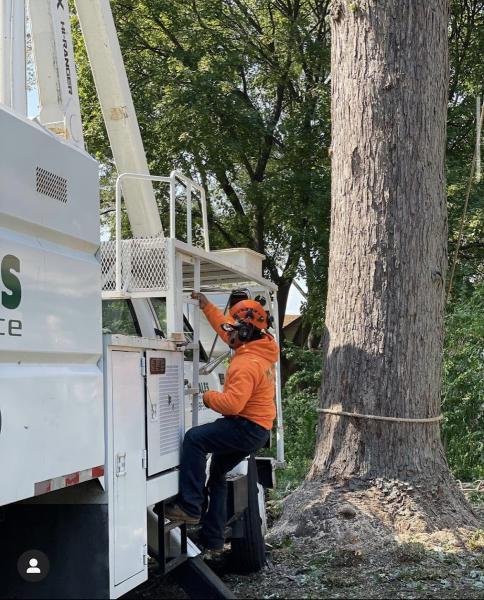 Morales Tree Service