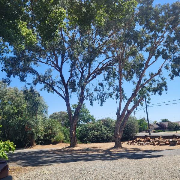 D Pro Tree Service