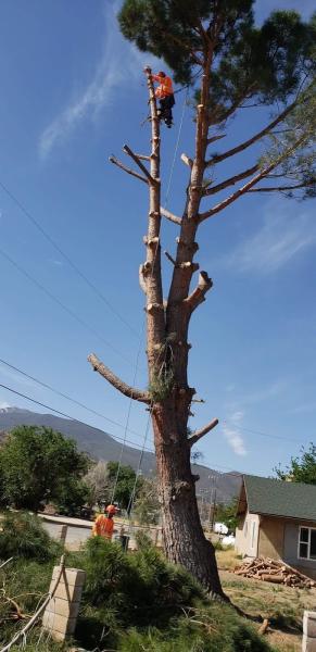 Empire Tree Service INC